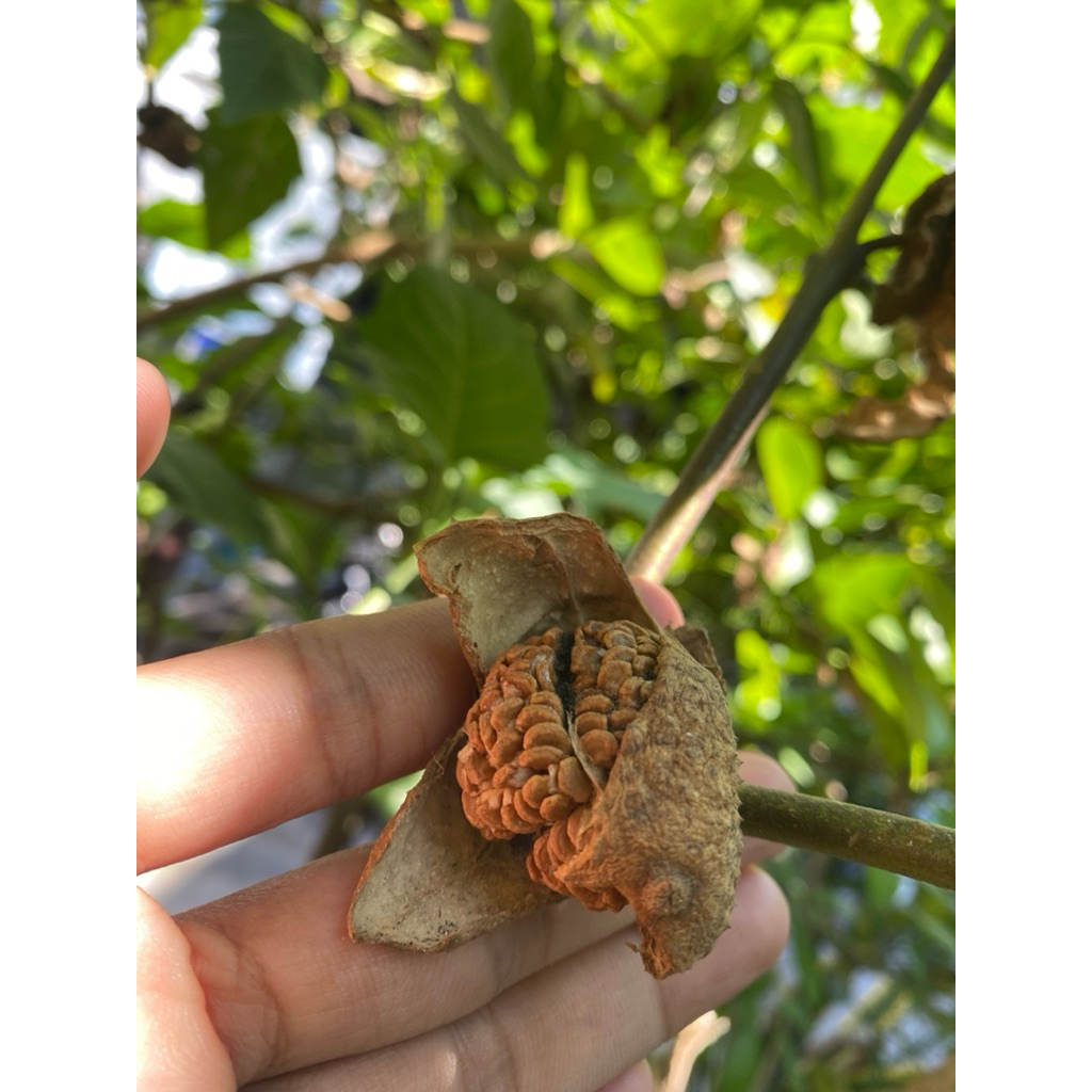 

Buah Kecubung Kering