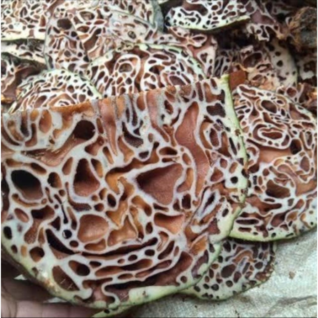 

Sarang semut Papua asli grade A+ Herbal obat herbal tradisional