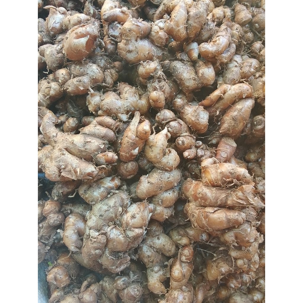 

1kg kencur segar di jamin mantap