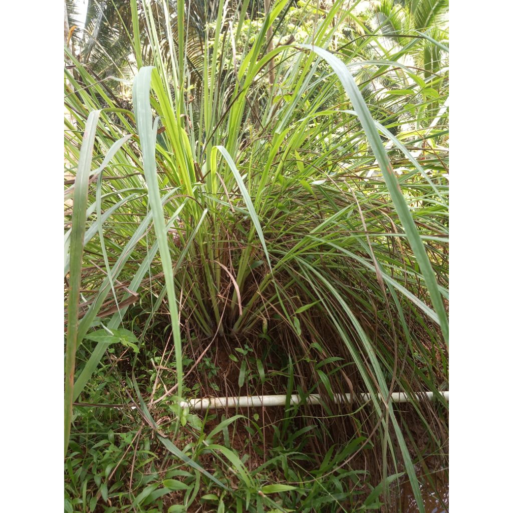 

termurah bibit sereh sayur siap tanam Rp200/1pcs