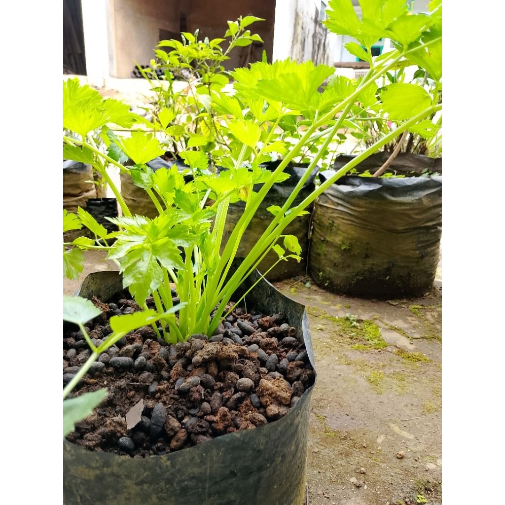 

bibitseledribumbumasaksiaptanam