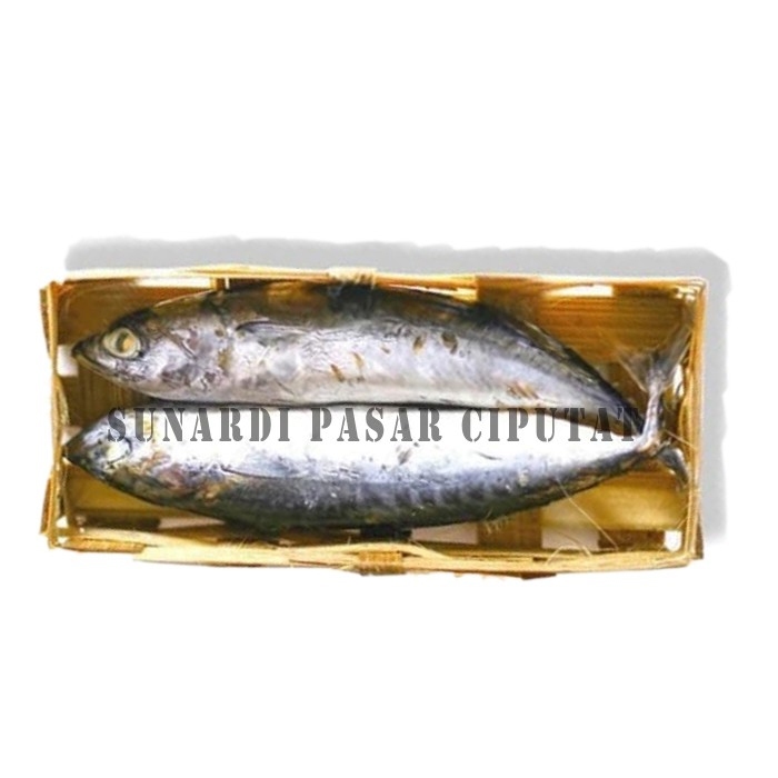 

Ikan Cue isi 1 - 3 ekor per kranjang