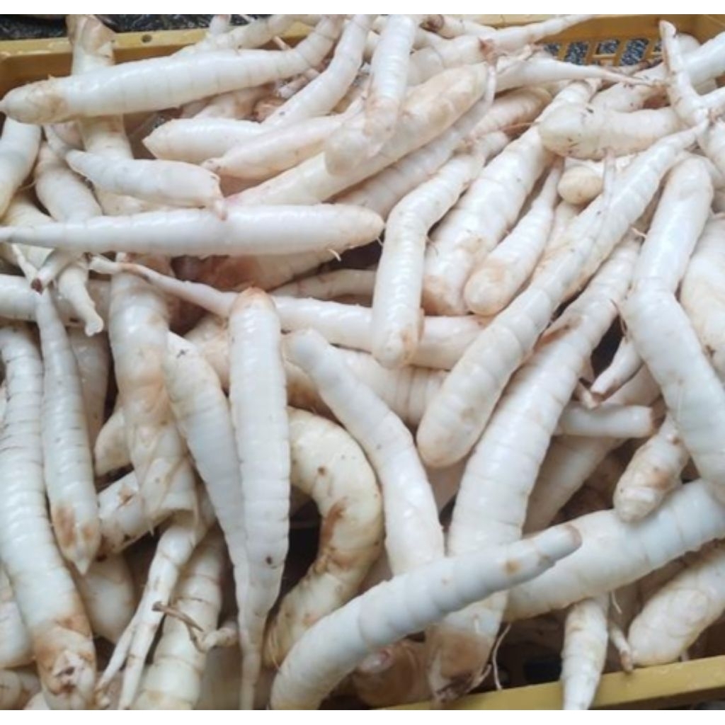 

umbi Garut / lerut / irut segar kaya manfaat 1kg