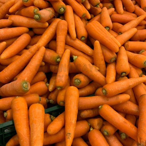 

Wortel Berastagi 500 gr