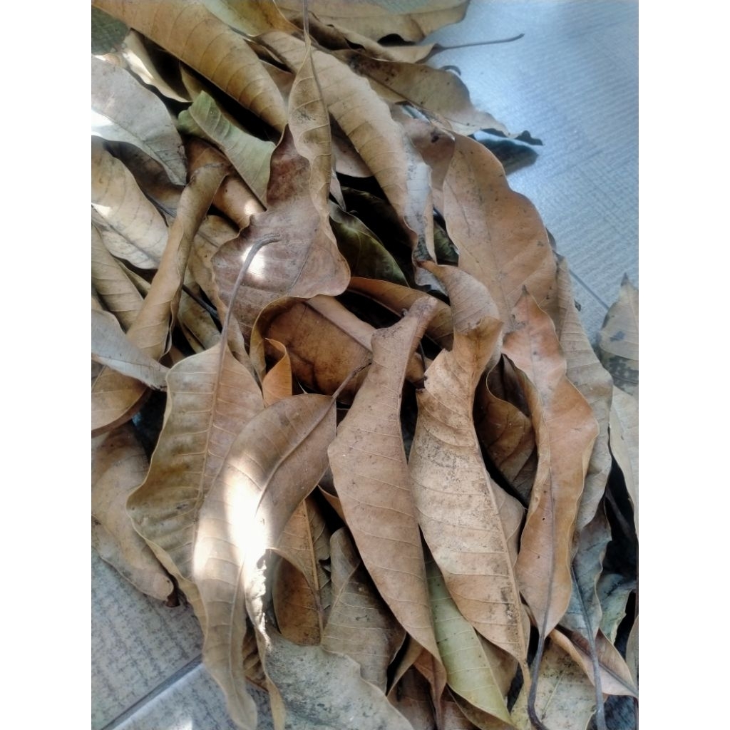 

DAUN MANGGA KERING BEBAS PESTISIDA ((45 LEMBAR))