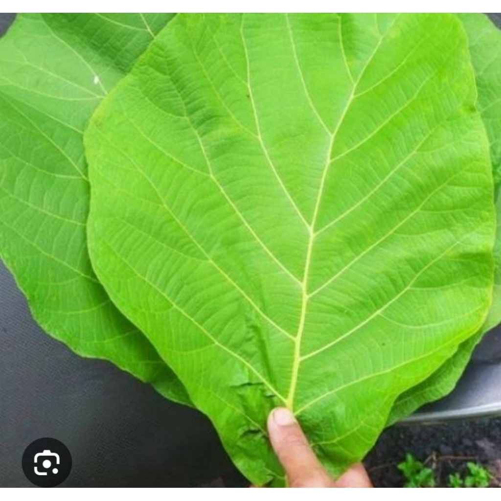 

DAUN JATI SEGAR/ 1kg /Bungkus makanan