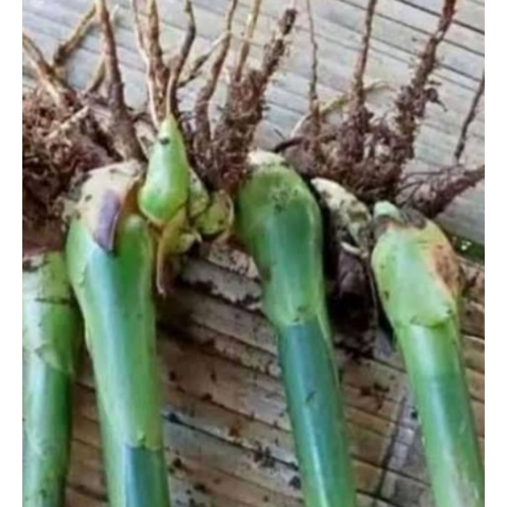 

Jual bonggol kecomrang ataw honje pres 1kg