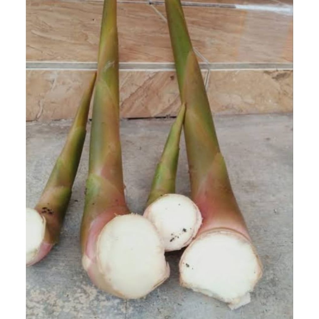 

Kecombrang muda segar berkualitas 1kg