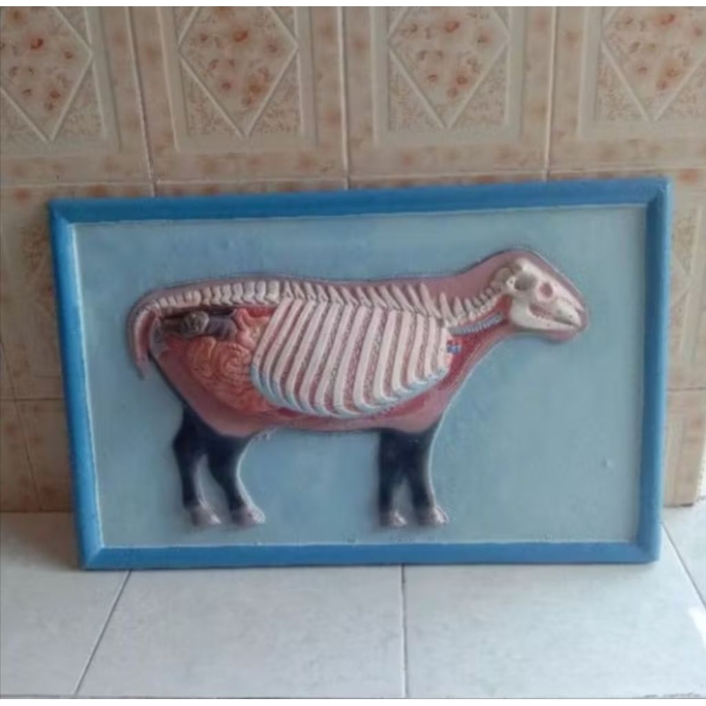 

penampang model sapi