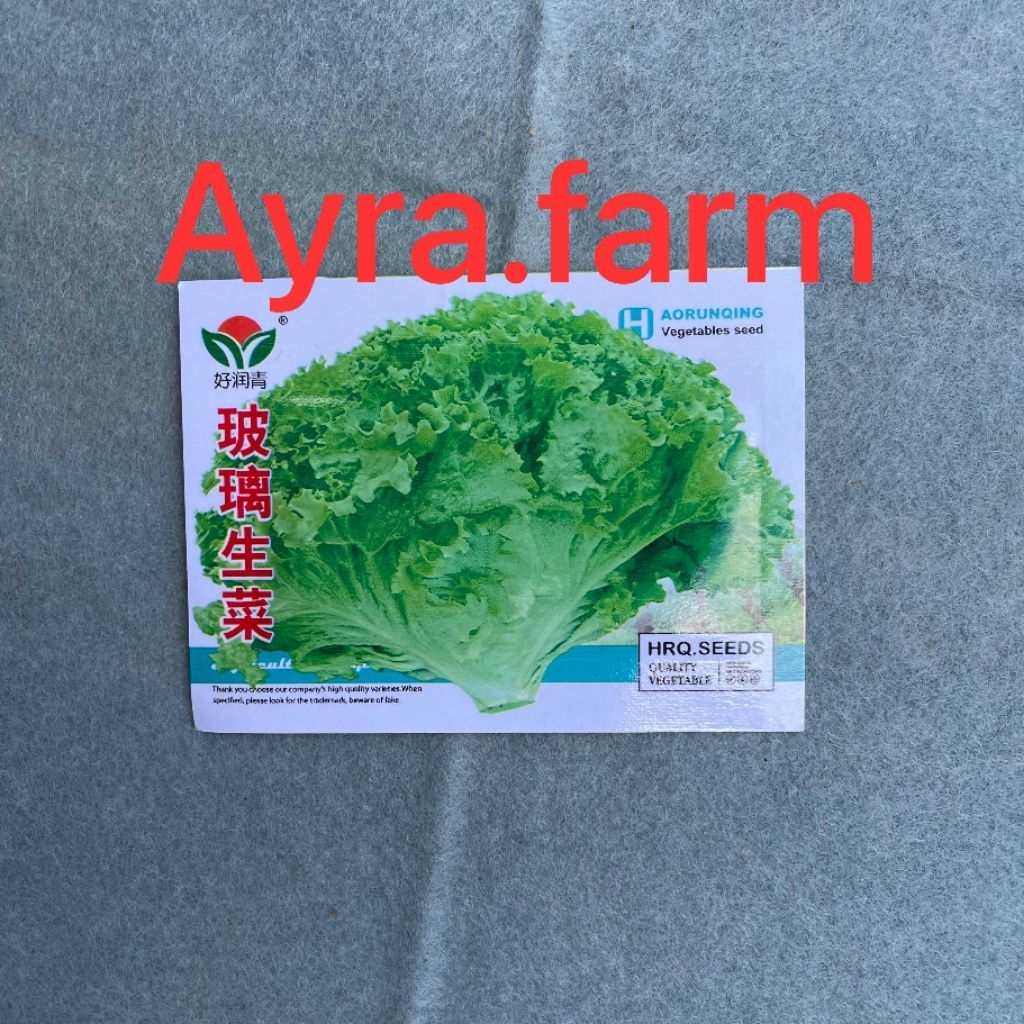 bibit selada kaca / benih selada keriting