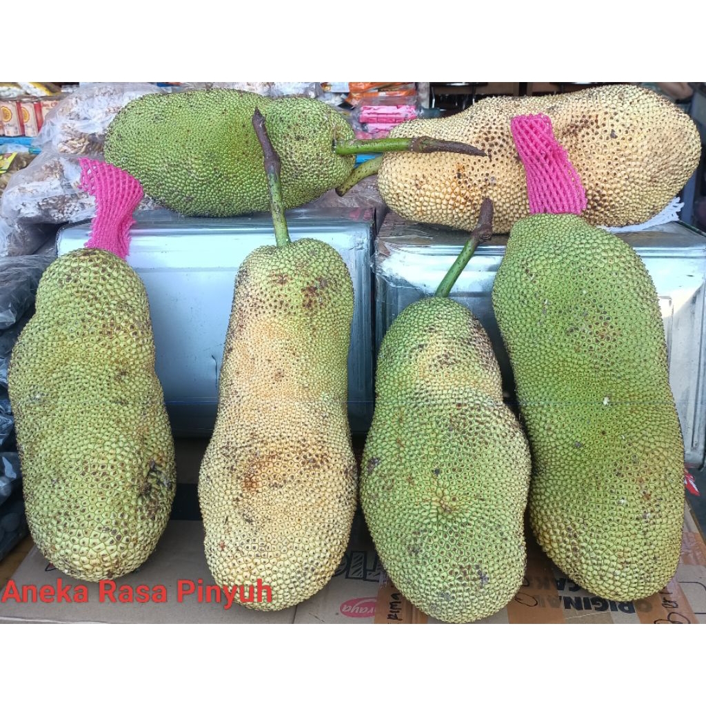 

Nangkadak (Nangka Cempedak)