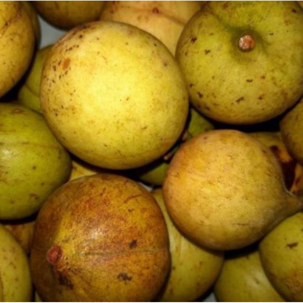 

buah pala muda segar 1 kg