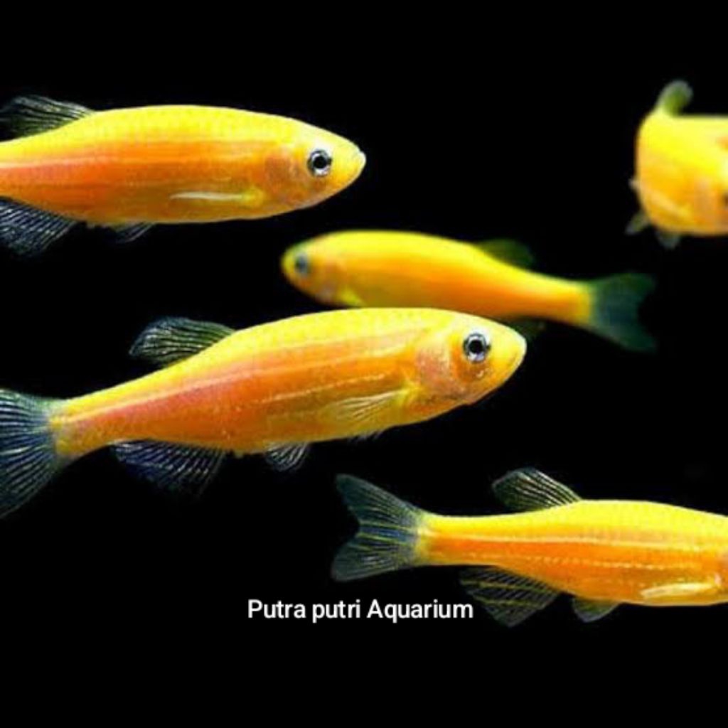 Harga Danio Tetra Terbaru Jun 2026 | BigGo Indonesia