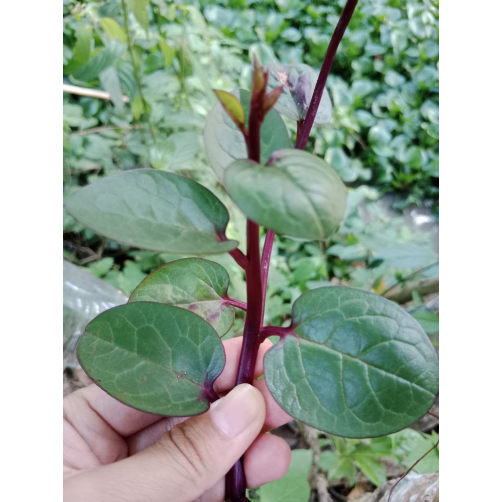 

Daun Binahong Merah Segar | Daun Gendola Merah per helai