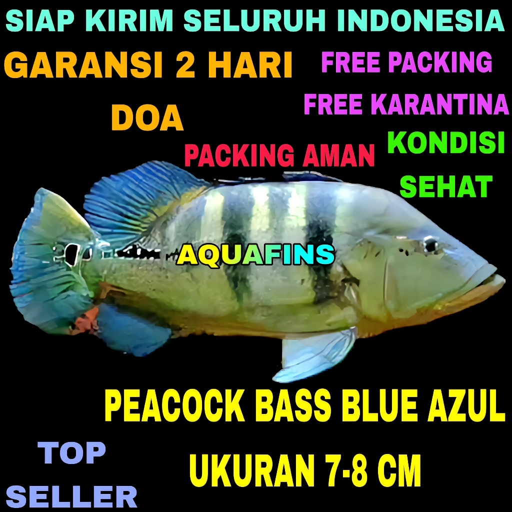 HIASAN CICHLID GOLDEN PEACOCK BASS CICHLA BLUE AZUL UKURAN 7-8 CM
