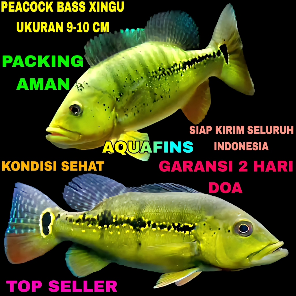 HIASAN CICHLID GOLDEN PEACOCK BASS CICHLA XINGU UKURAN 9-10 CM