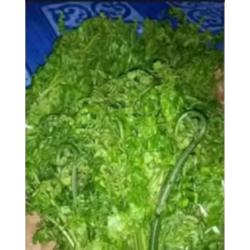 

Pakis sayurnya masih seger siap d masak 1iket