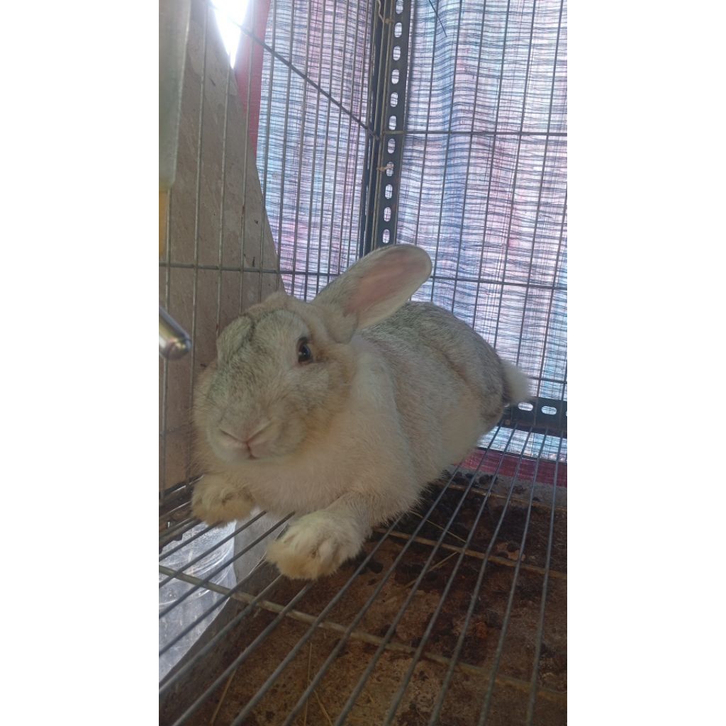 kelinci rex lokal dewasa jantan