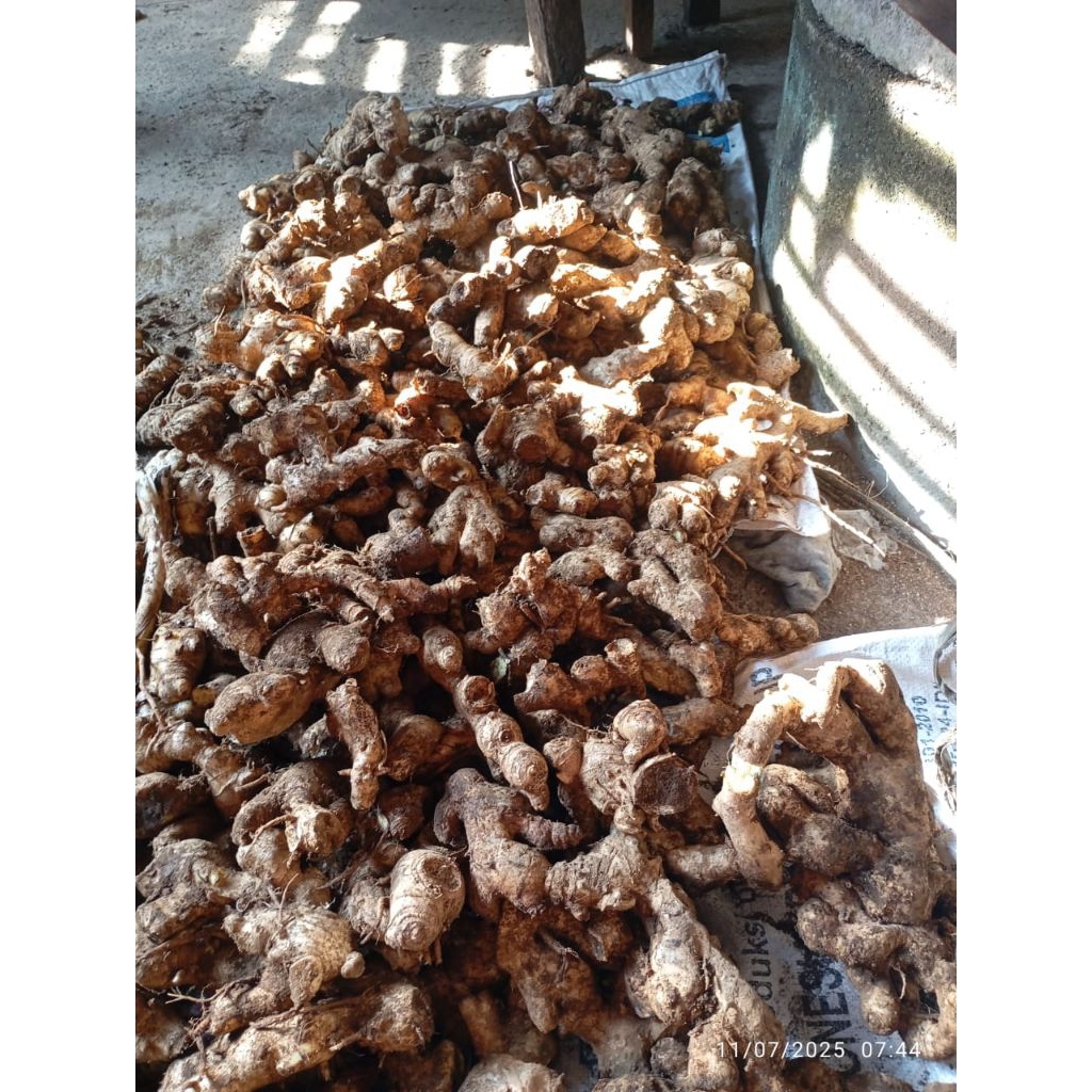 

Lempuyang Jumbo Malang