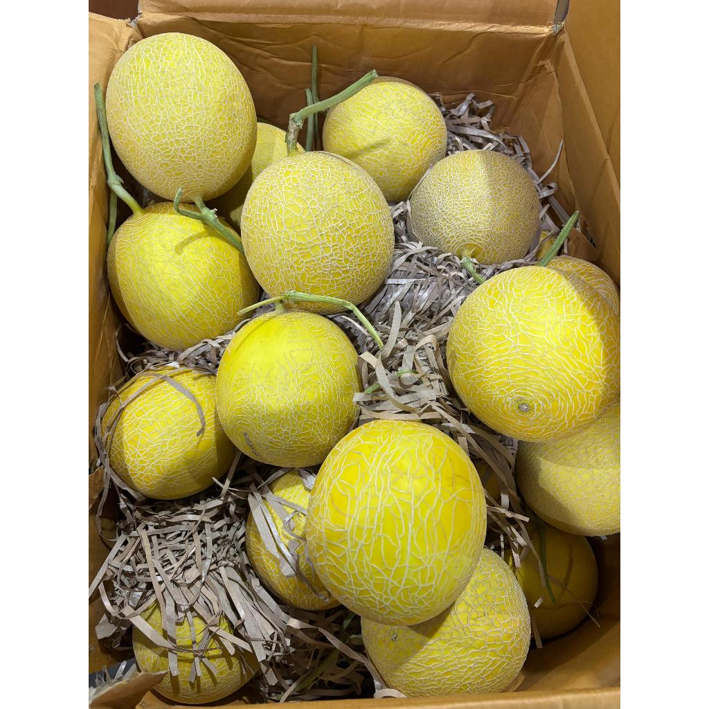 

MELON ITHANON-MELON INTHANON-MELOM MANIS-KAMIN 100-PER BUAH