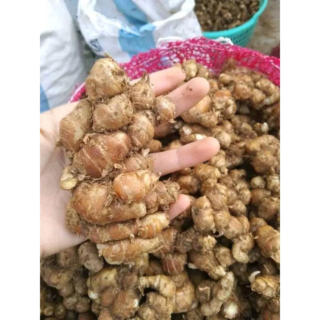 

kencur berat 500g Fress pilihan terbaik untuk kebutuhan memasak