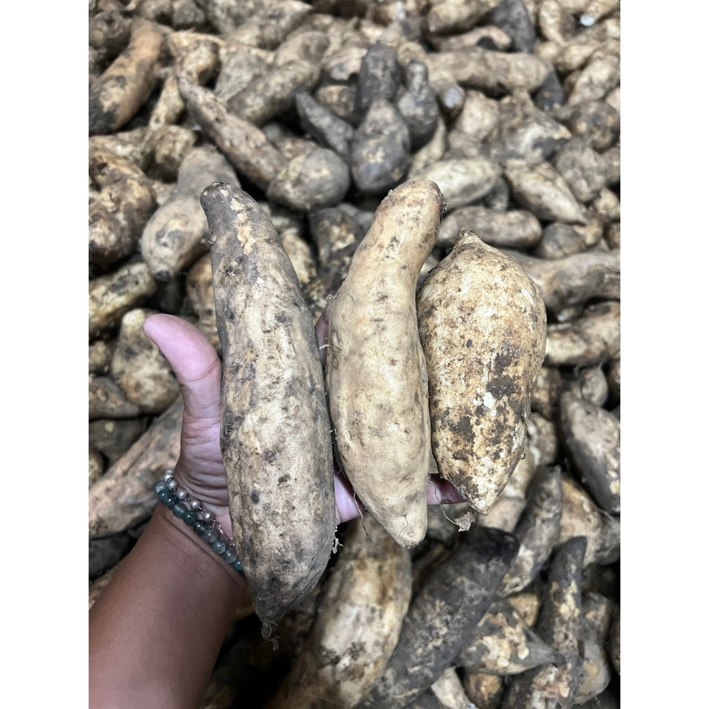 

Ubi Kuning 1 Kg