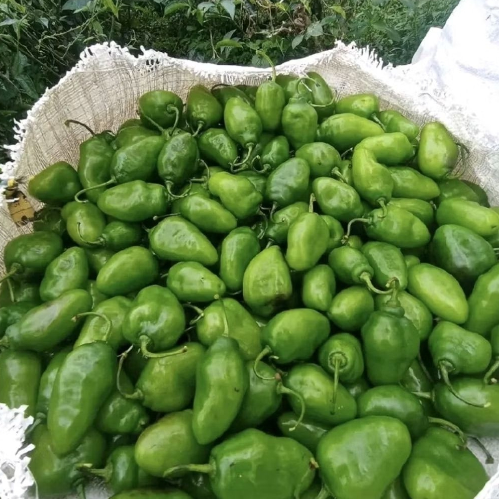 

Cabe Gendot segar fresh isi 1KG