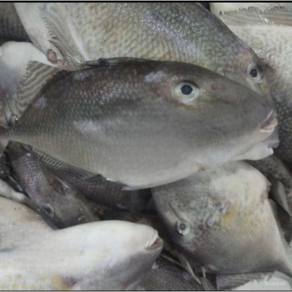 

Ikan takol/ayam² | seafood | ikan laut |