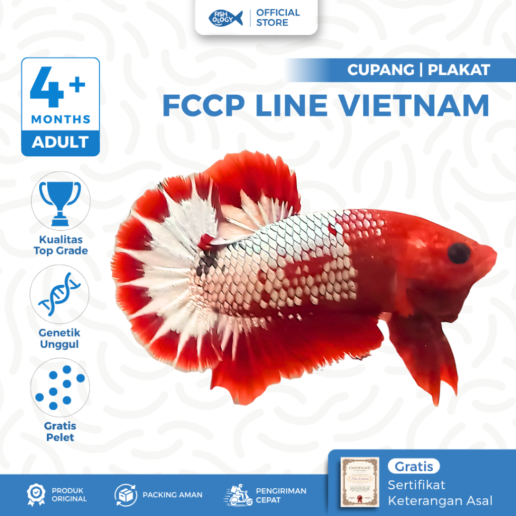 Plakat FCCP Red Head | Top Grade |  Line Vietnam - 4 Bulan+ Size Large