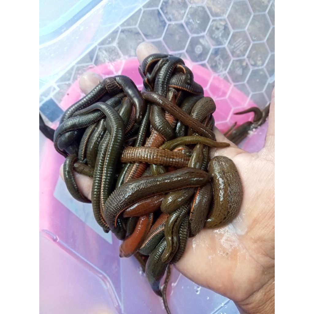 LINTAH HIDUP UKURAN JUMBO