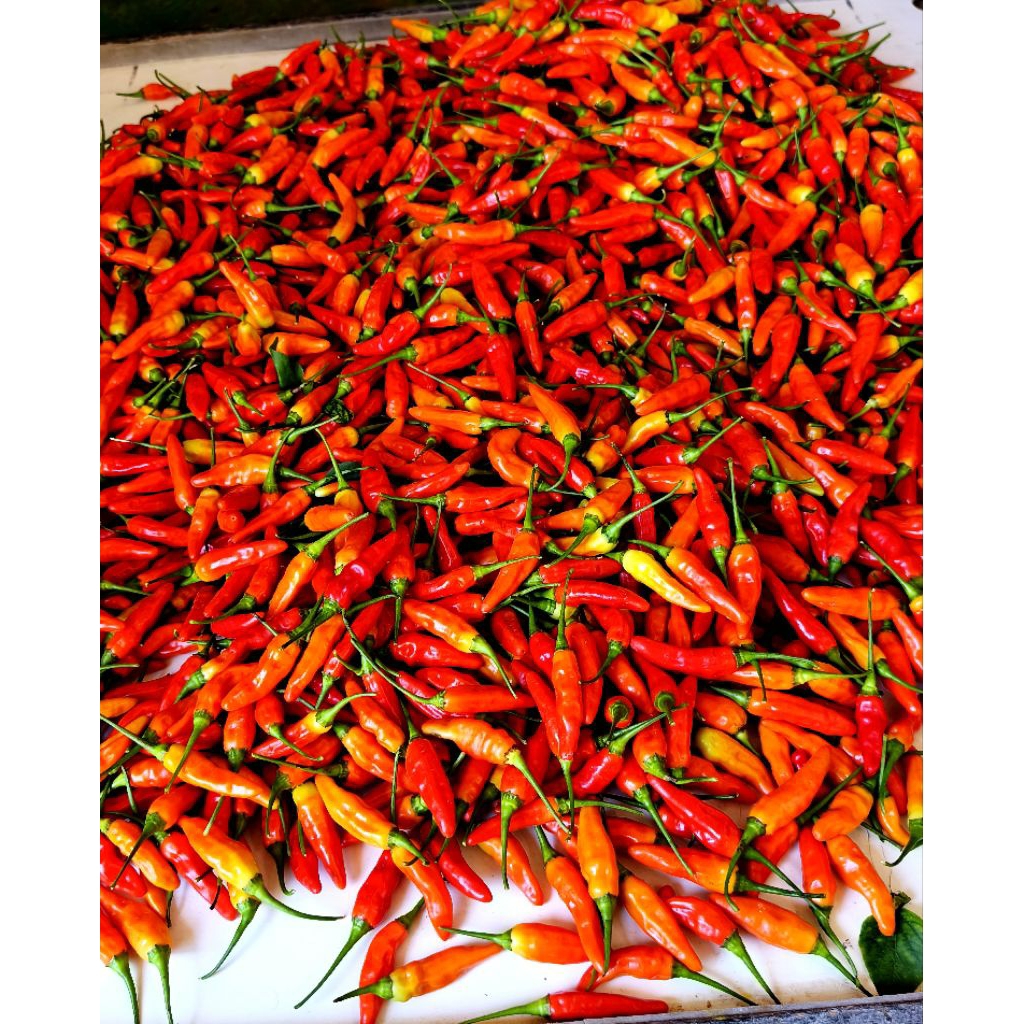 

CABE RAWIT MERAH SEGAR 500 GRAM VARIATES ORI KWALITAS SUPER PREMIUM SEGAR MATANG DI POHON