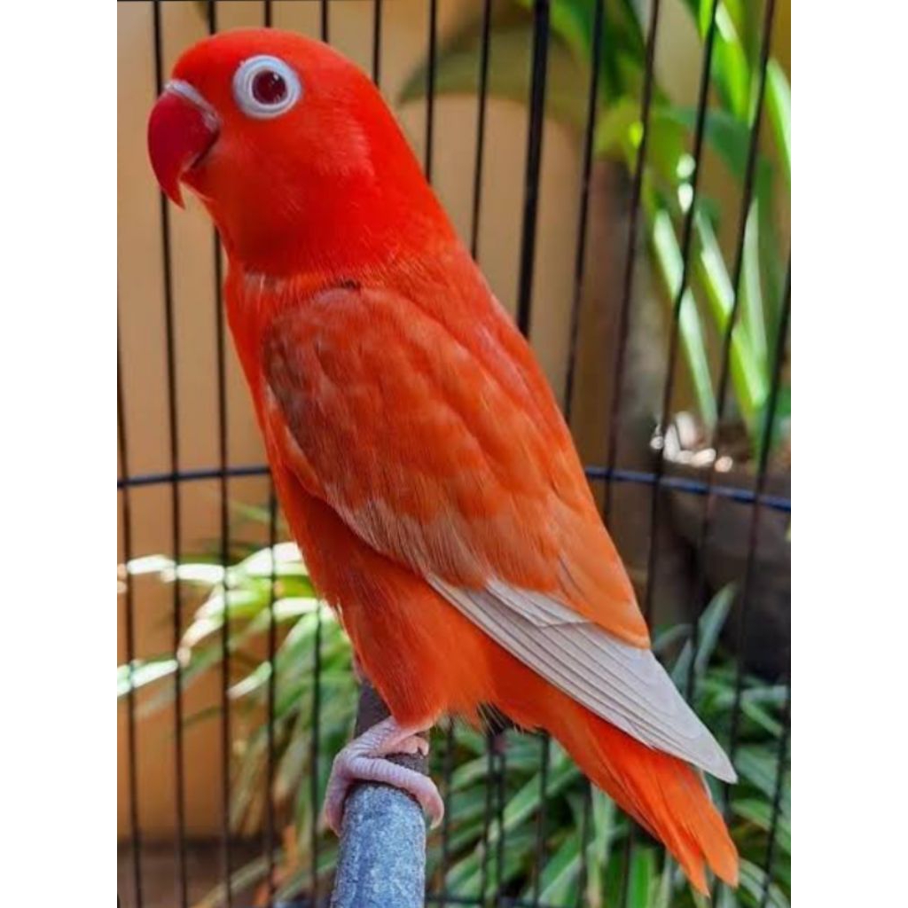 

Telur LOVE BIRD red pf (siapmenetas)
