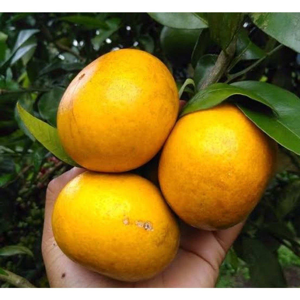 

Buah Jeruk RGL Manis Segar Fresh Petik dari Kebun 5 Kg