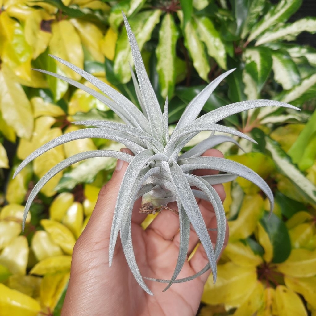 Tillandsia harrisii size medium (airplants) / Tanaman Udara / Tanaman Tanpa Media Tanam