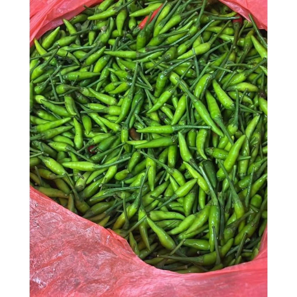 

Cabe Rawit Ijo Segar