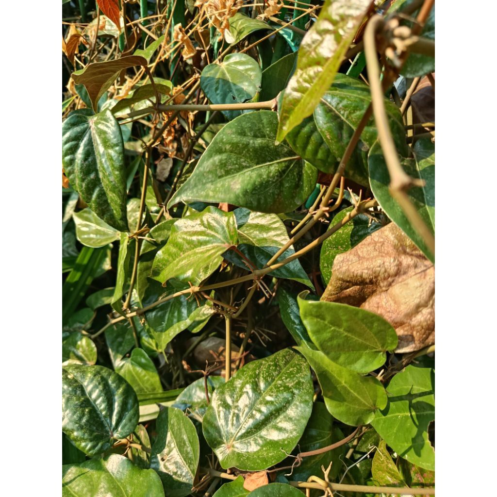 

DAUN SIRIH MERAH SEGAR 10 LEMBAR