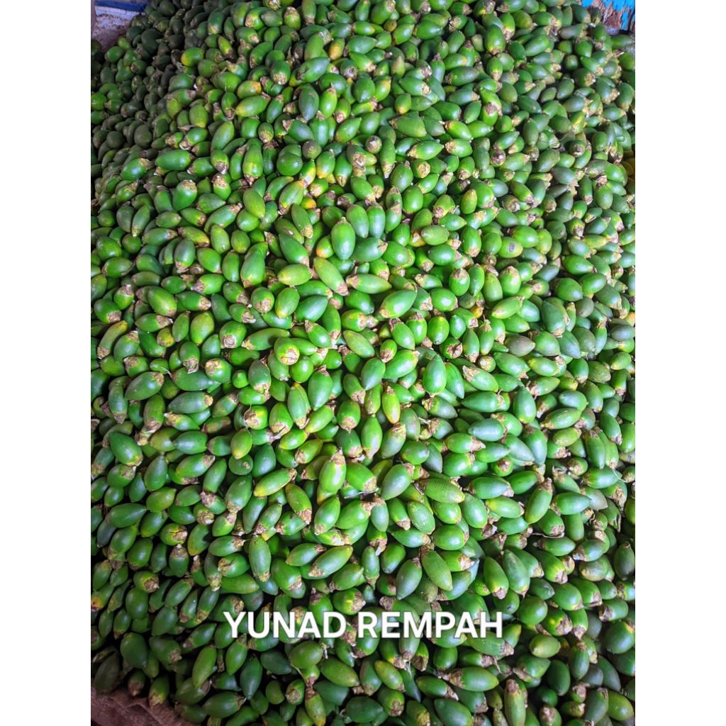 

BUAH PINANG MUDA 10-50 KG SEGAR