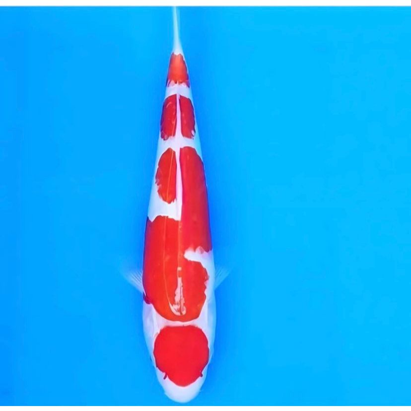 

Koi Kohaku Ikan Koi Jepang Ori 8-12cm