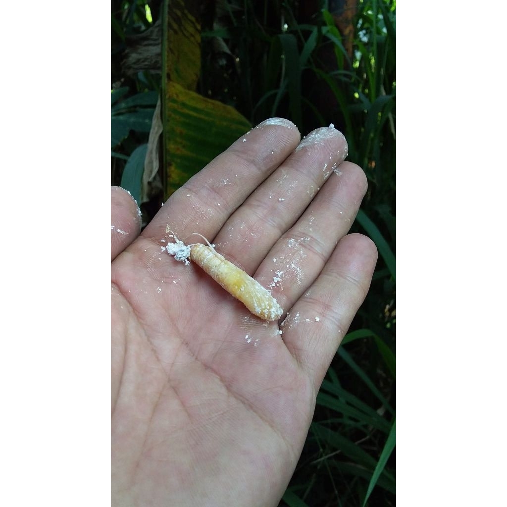 ENTUNG/ULAT  daun PISANG umpan ikan BAWAL