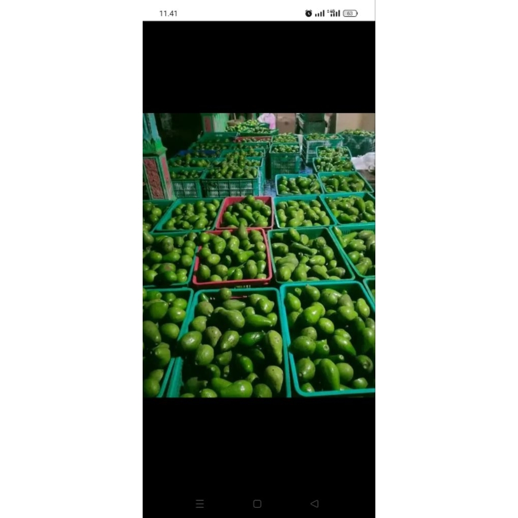 

alpukat mentega asli bandungan jateng 1 kg isi 5-7 buah