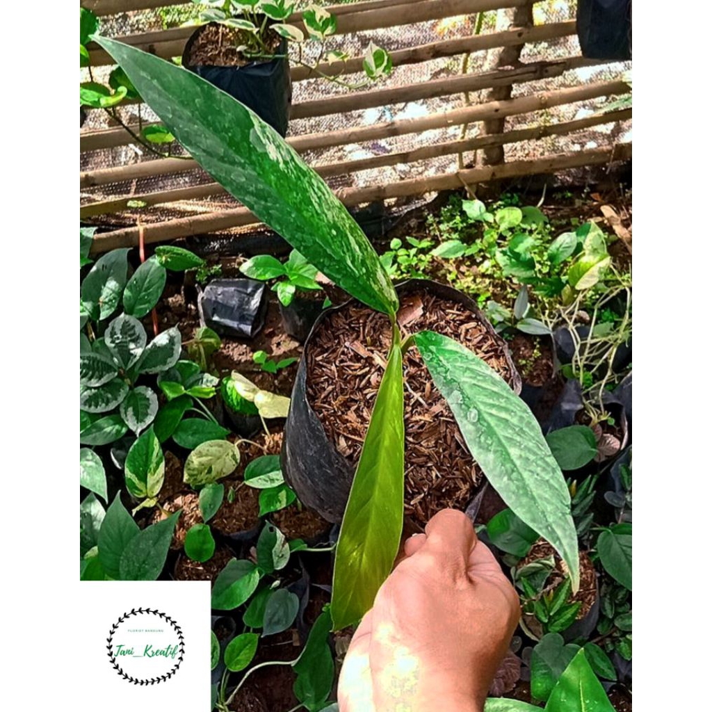 Raphidphora Megasperma