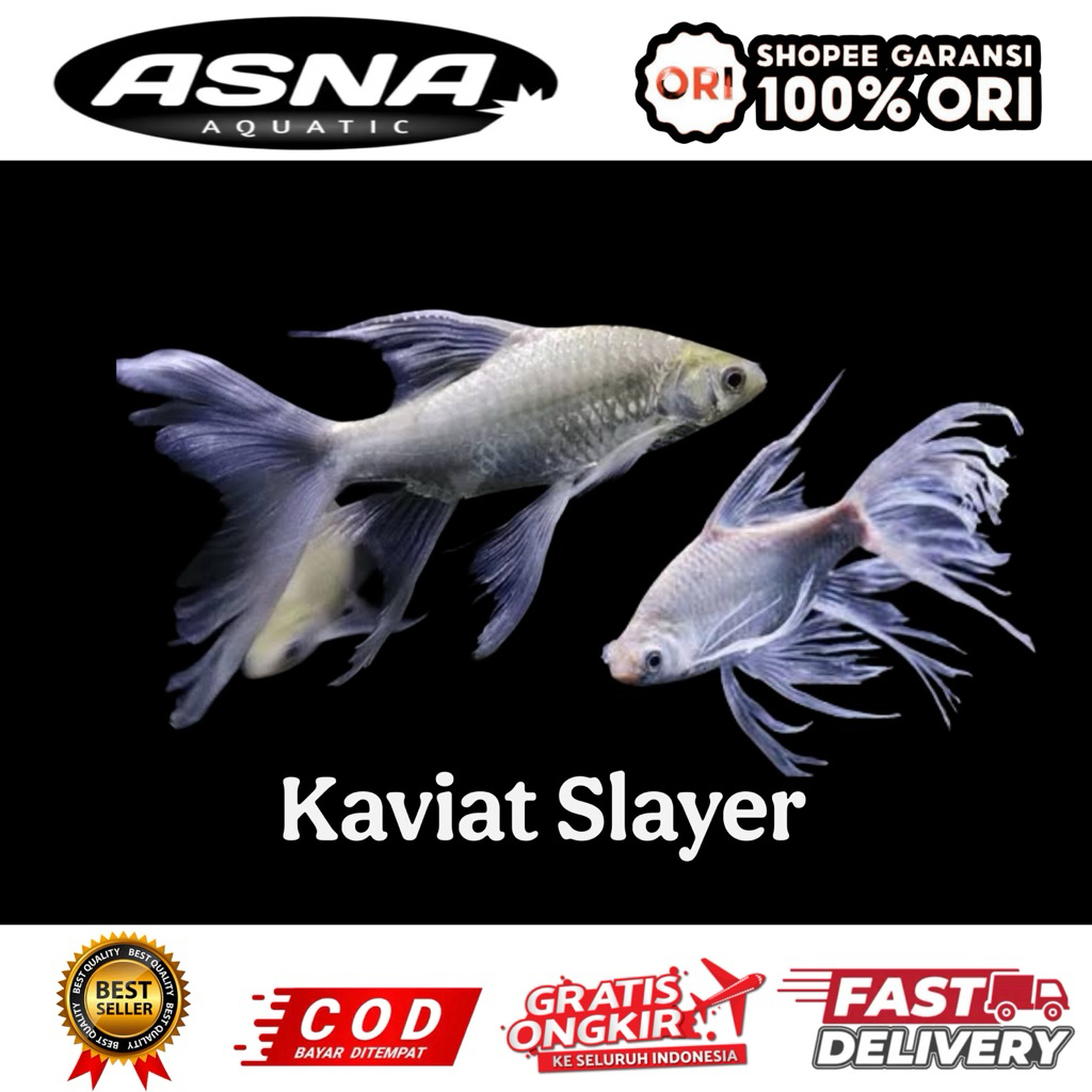 kebutuhan aquarium kaviat slayer
