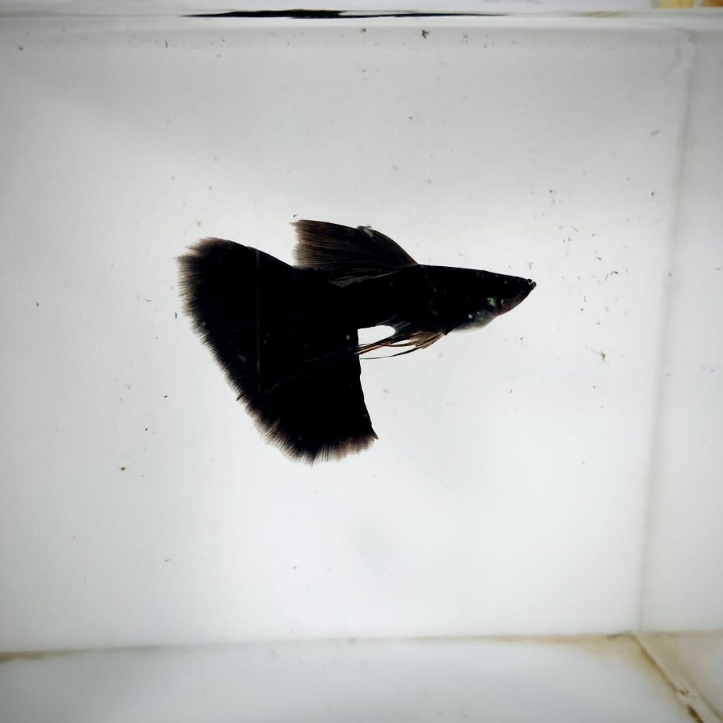 Stiker Aksesoris Aquarium Guppy Black Moscow Ribbon