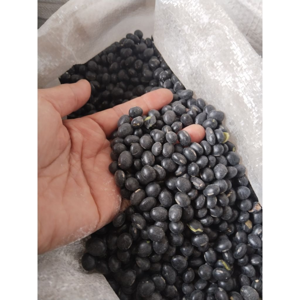 

Kacang Hitam - Kedelai Hitam - Kuromame - Soybean