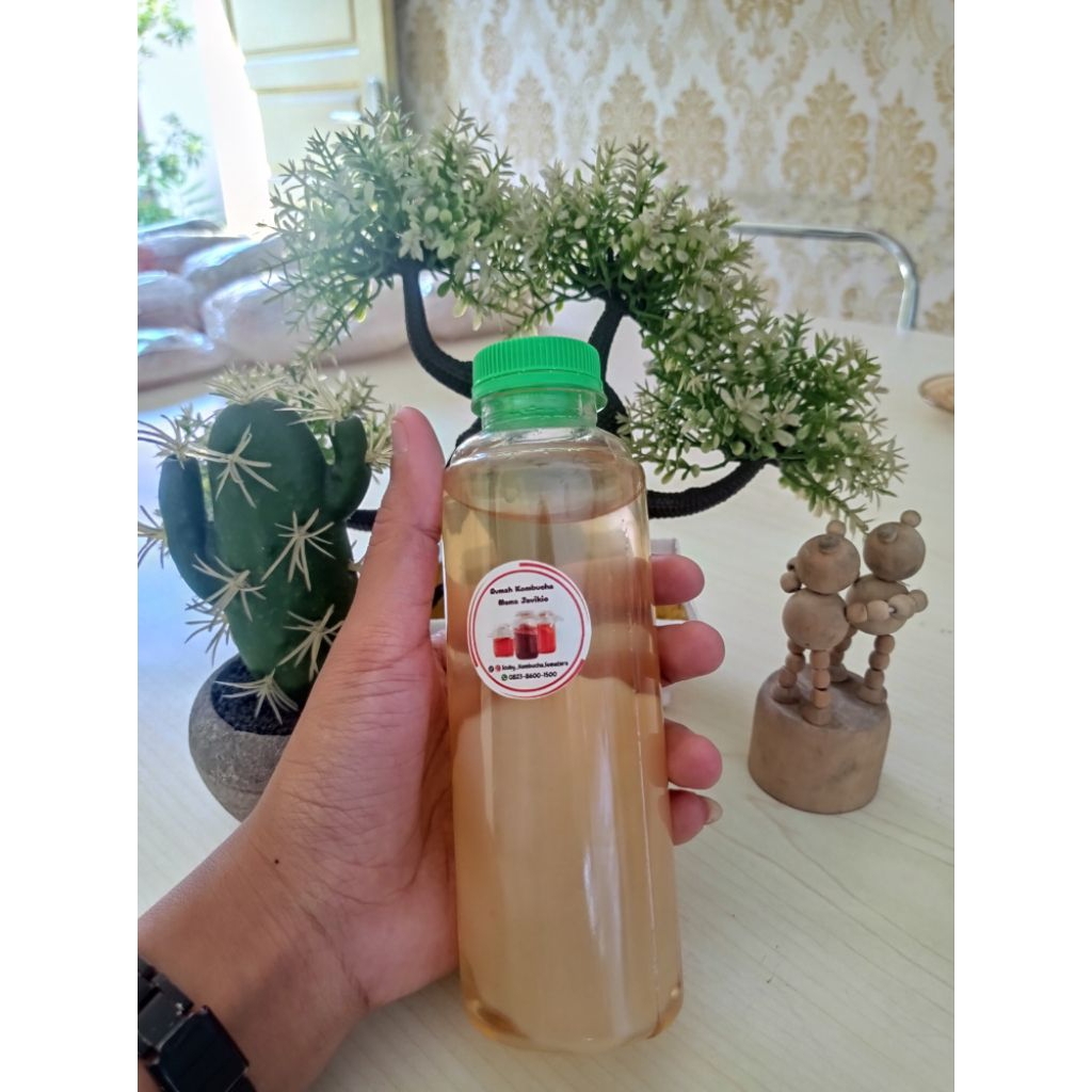 

Bibit kombucha / Kombucha scoby untuk pemula menggunakan teh hijau