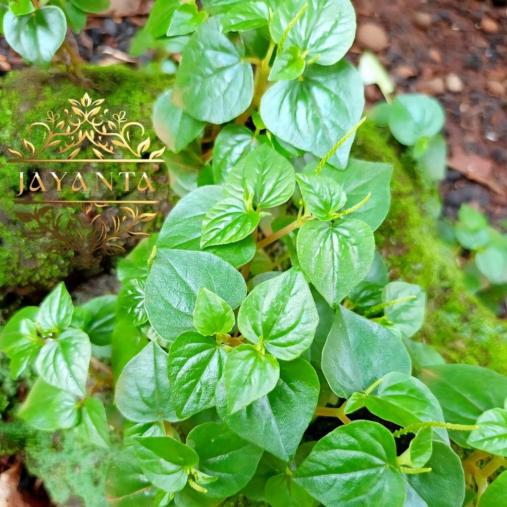 

Sirih Cina Segar / Daun Suruhan / tumpang air herbal tradisional china