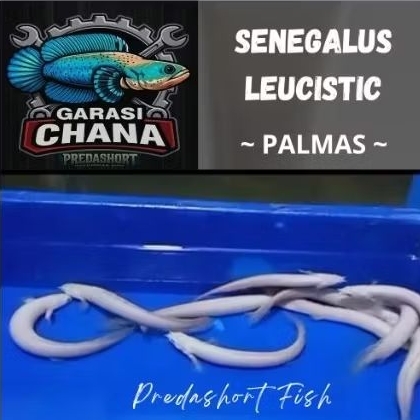 palmas leucistic putih mata hitam garansi