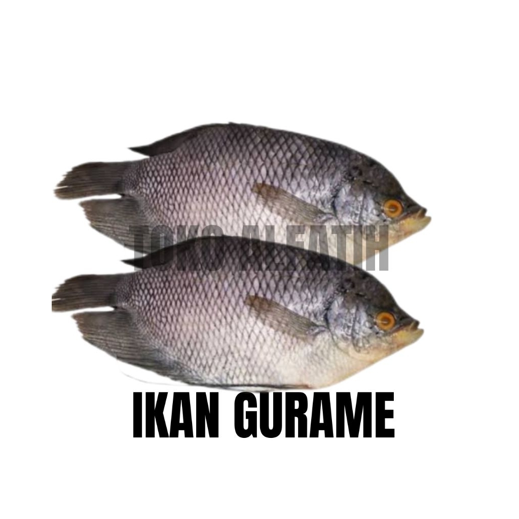 

IKAN GURAME SEGAR PREMIUM FRESH