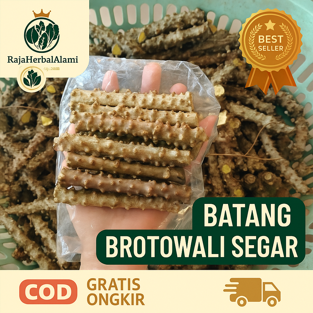 

Brotowali Segar 10 Batang - Untuk Penurun Gula Darah, Cegah Kanker COD