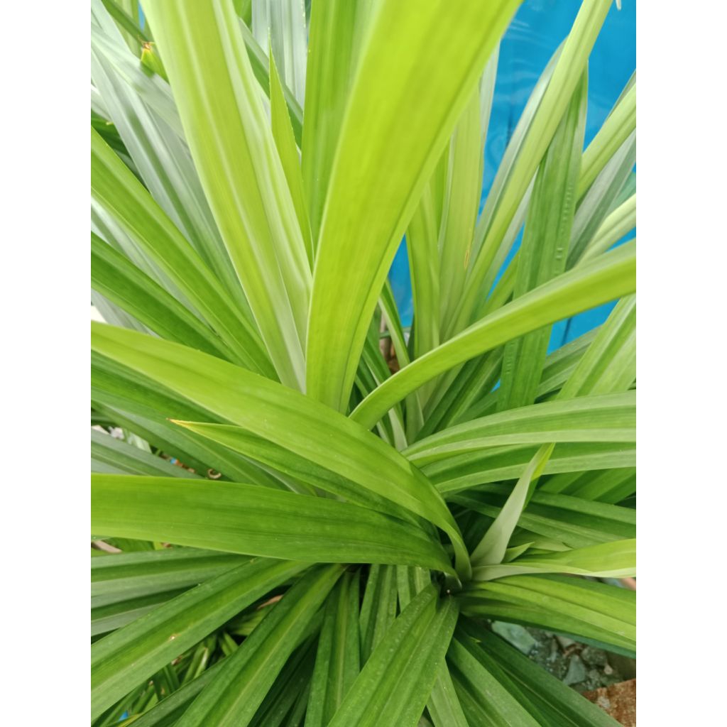 

Daun Pandan Petik Langsung